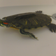 Illustration for article titled Turtle Time Turtle Talk